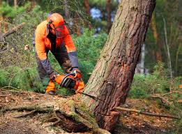 Why Choose Our Tree Removal Services in Colquitt, GA?